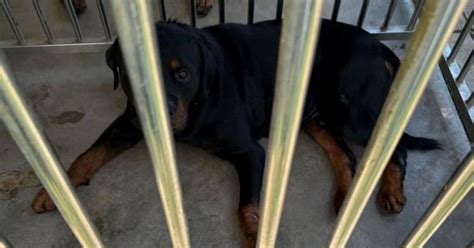 Rottweiler Hilariously Claims Owner, Warns Off Spare Human in Viral Video