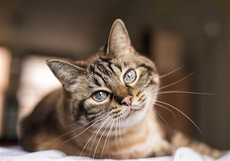 Emerald-Eyed Grey Cat Could Be Your Purr-fect Wizard of Oz Companion