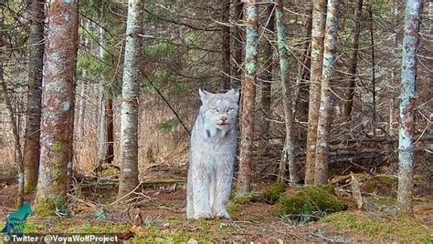 Rare Herd Returns! Trail Cams Nab Stunning Wildlife Footage