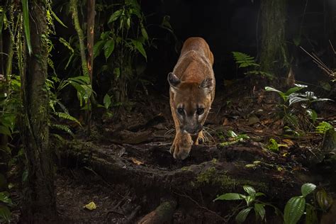 Rare Herd Seen Again! Trail Cams Capture Stunning Footage